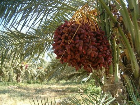 date-properties-amazing-ir-4
