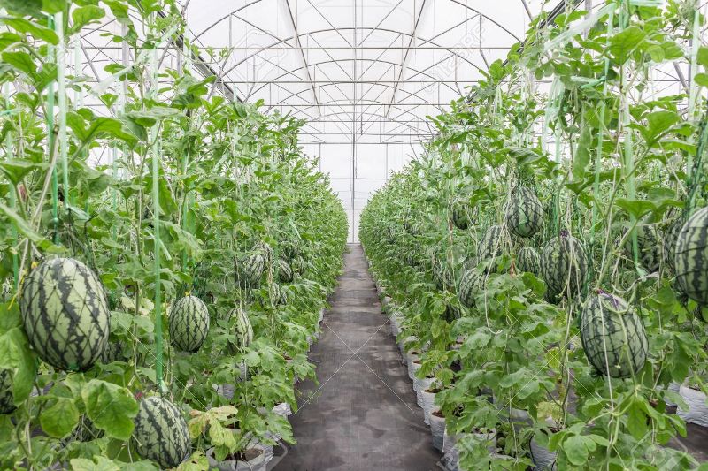 watermelon in greenhouse on field agriculture